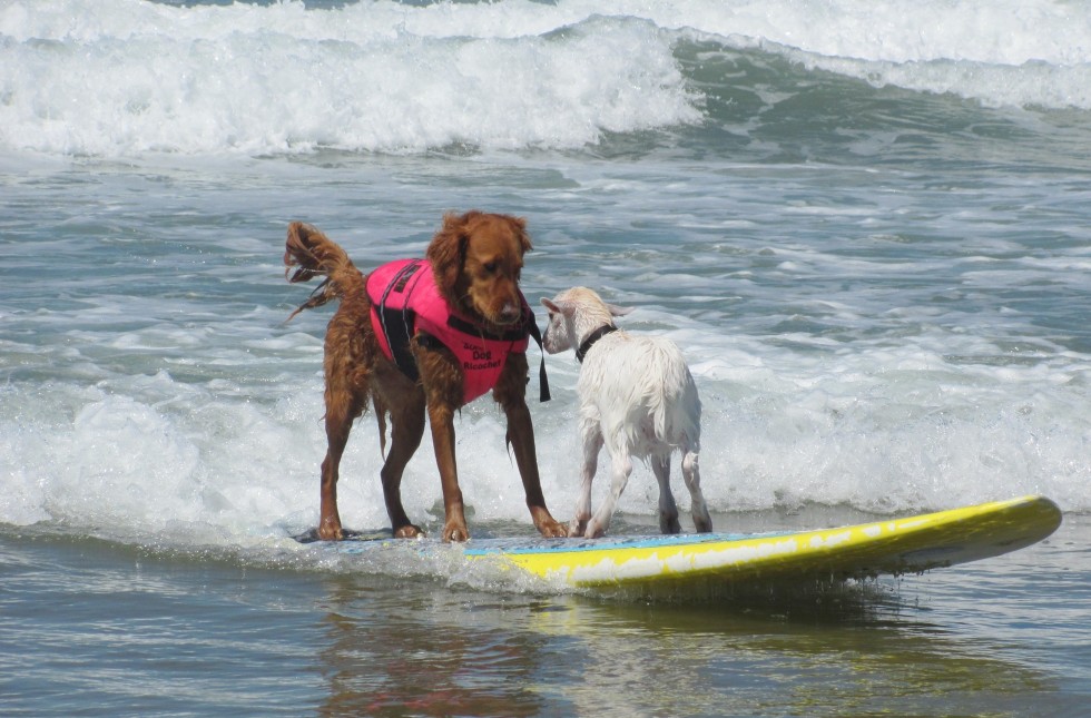 goat surfing