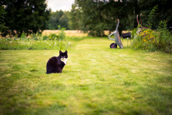 cat garden