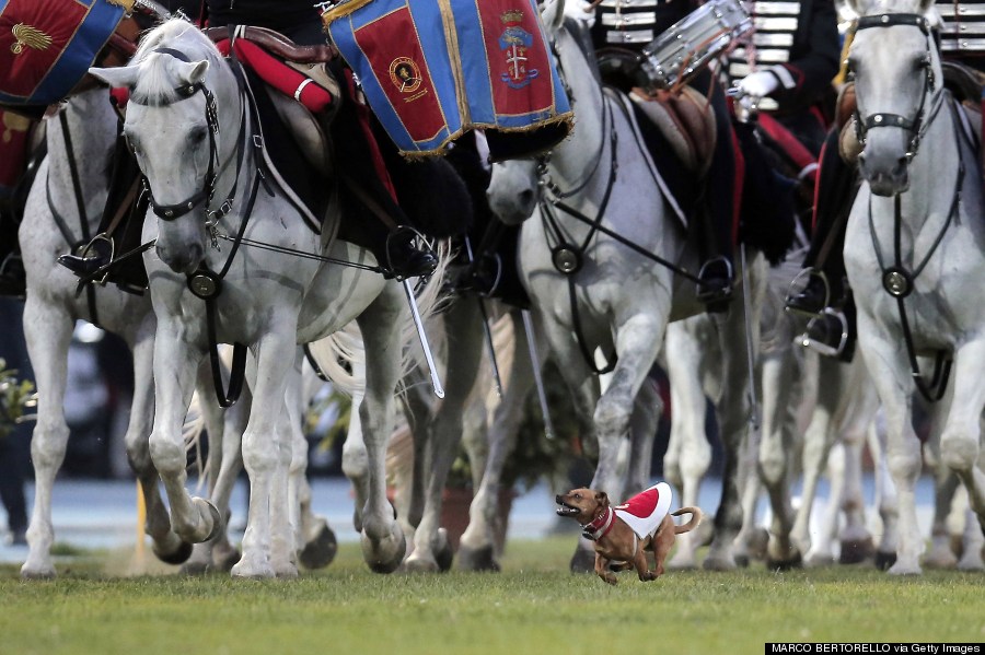 turin parade dog