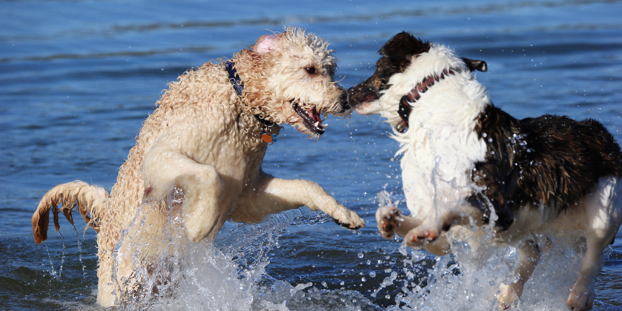 Can Dogs Really Have Best Friends? | HuffPost