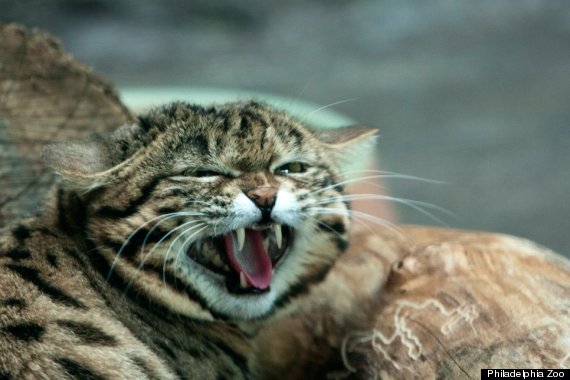 black footed cat 1