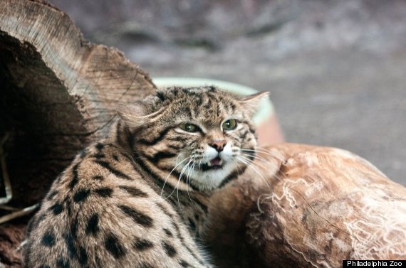 black footed cat 2