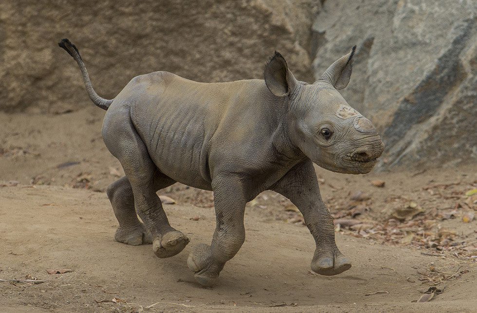 Rhino born at San Diego Zoo, marking key step in protecting threatened  species