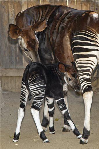 okapi mother