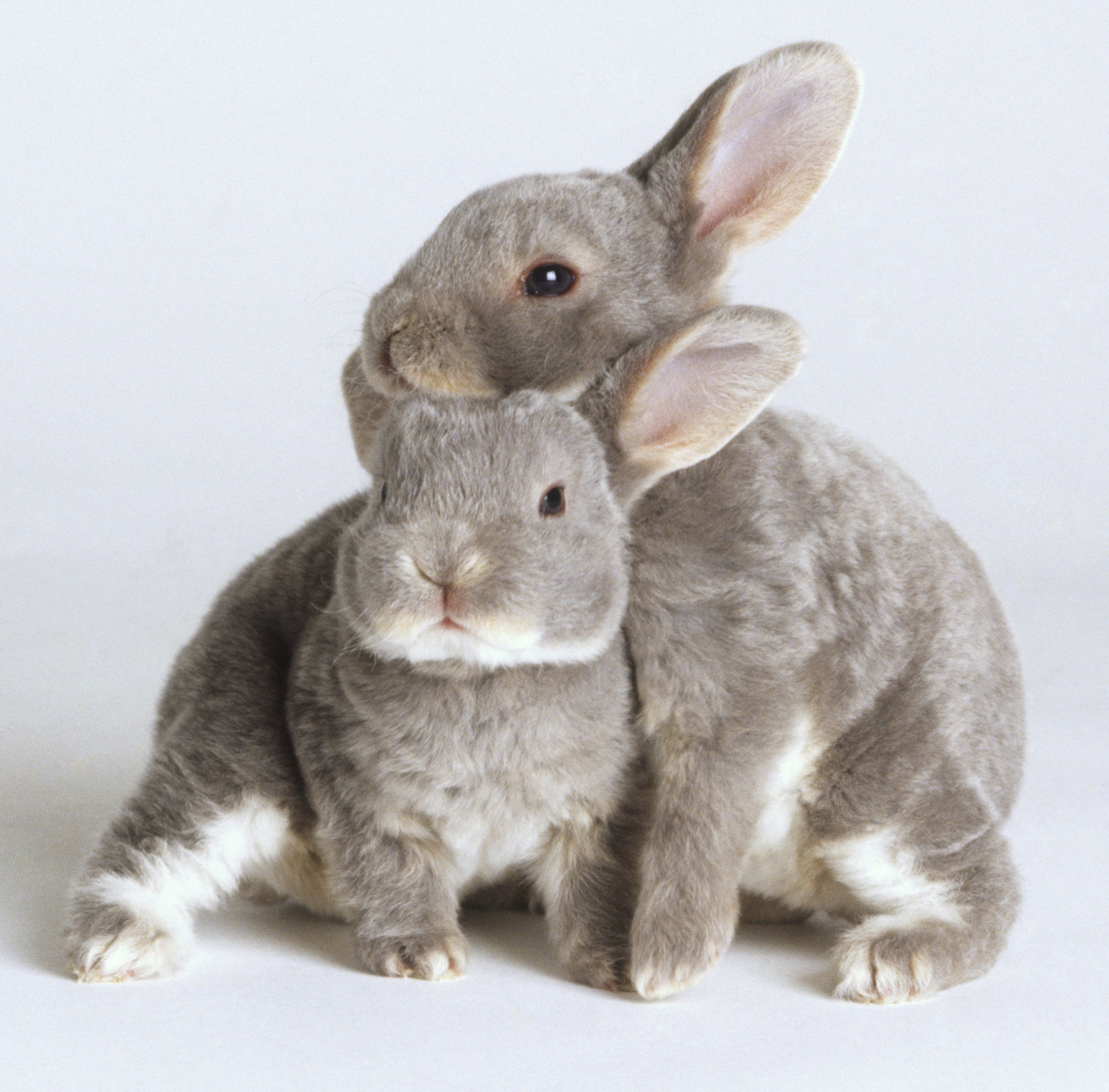 cute gray animals