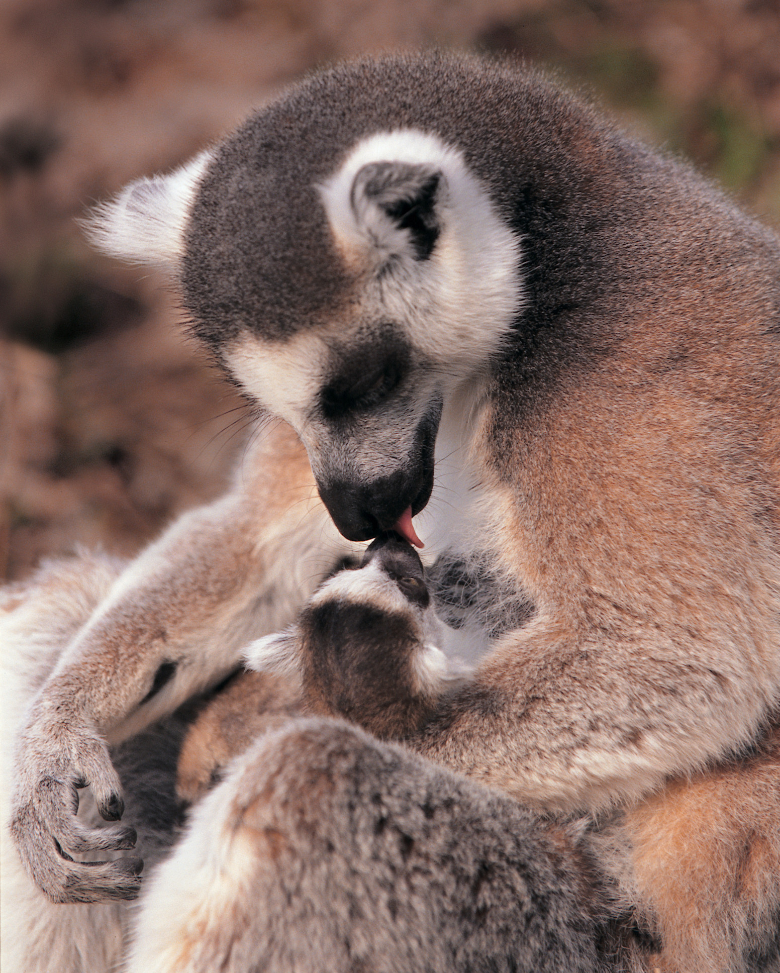 baby ring tailed lemur