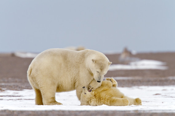 happybears