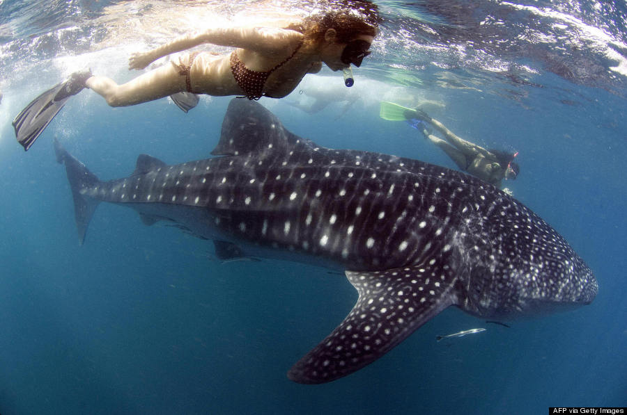 swimming with whale sharks philippines