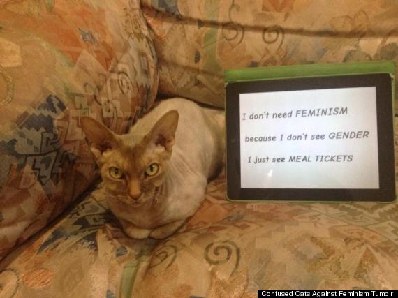 confused cats against feminism — [EDITOR'S NOTE: Why … is your cat