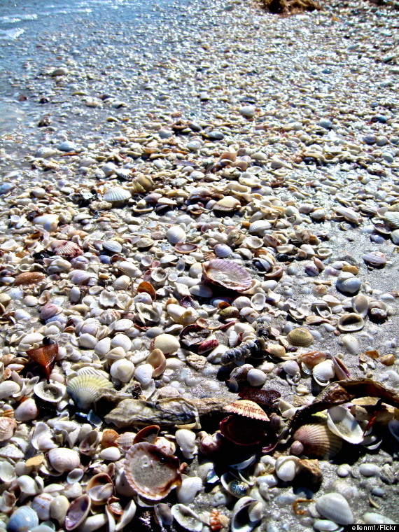 sanibel island sea shells