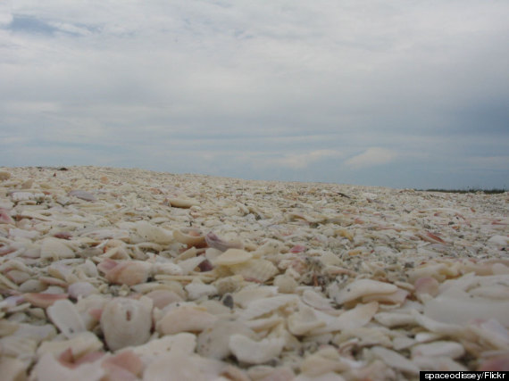 sanibel island sea shells