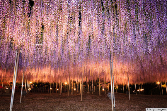 wisteria tree