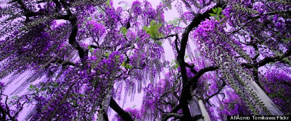 Wisteria - Purple Rain of Sensuality