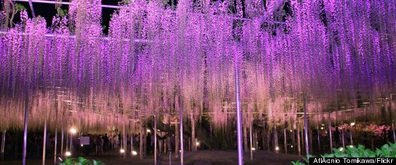wisteria ashikaga flower park