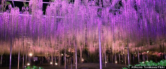 This Draping Wisteria Looks Like Purple Rain, Will Leave You Dazzled