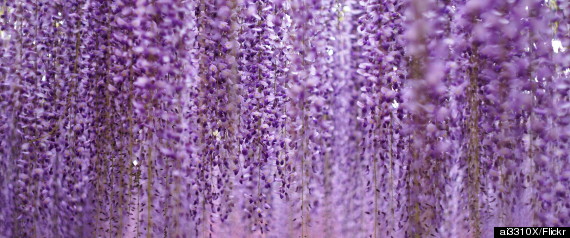 wisteria ashikaga flower park