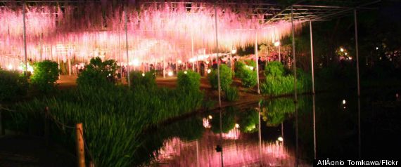 wisteria ashikaga flower park