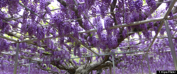 wisteria ashikaga flower park