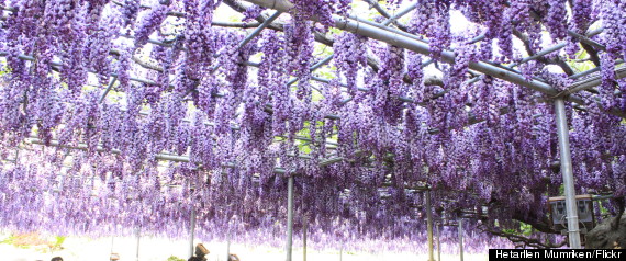 wisteria ashikaga flower park