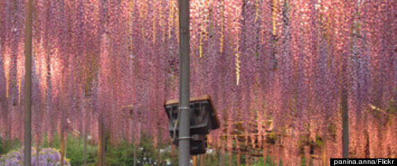 wisteria ashikaga flower park