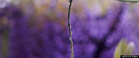 wisteria ashikaga flower park