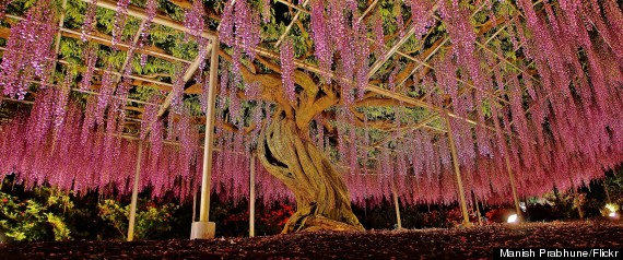 wisteria ashikaga flower park