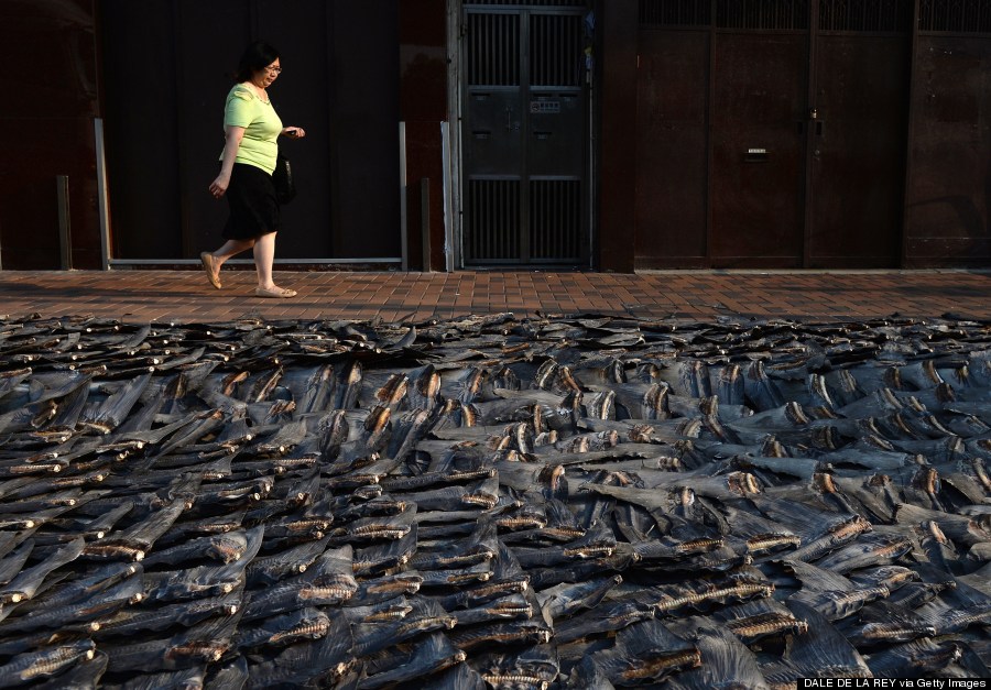 shark fins drying on a road in hong kong