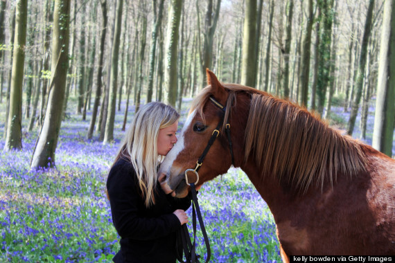 horse hug