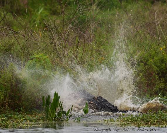 gator eats gator