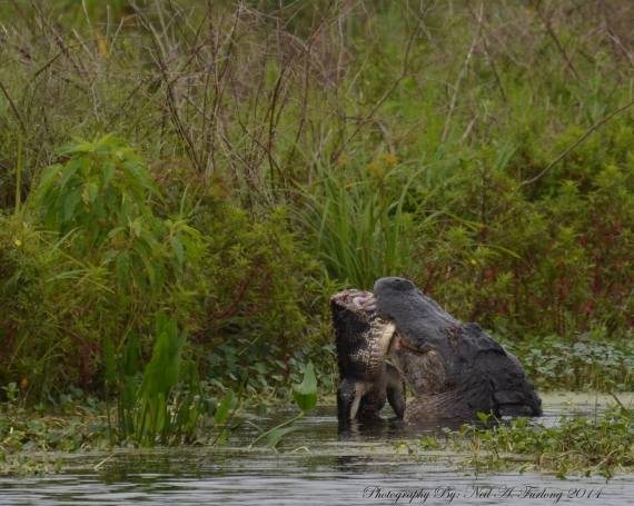 gator eats gator