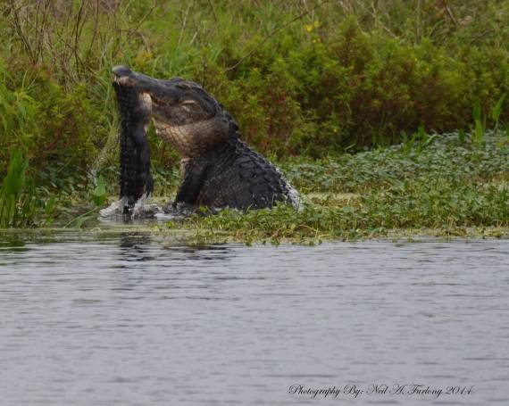 gator on gator