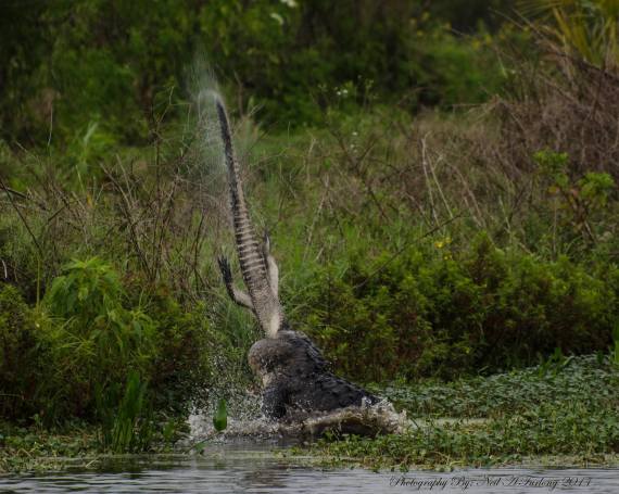 gator on gator