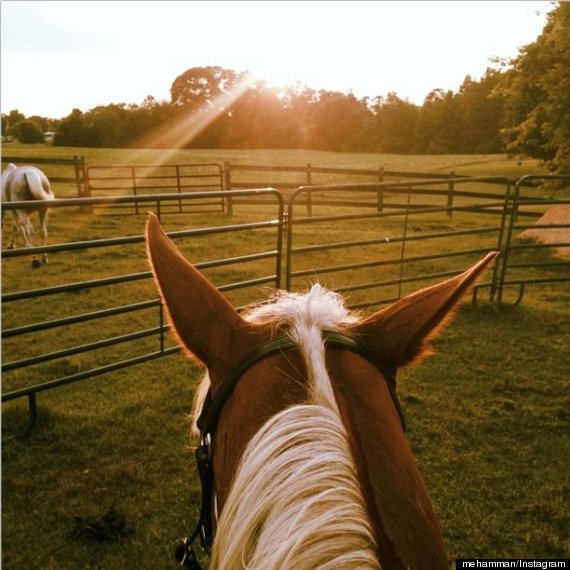 horse sunset