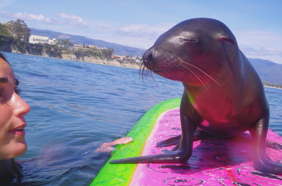 surfing with sea lion