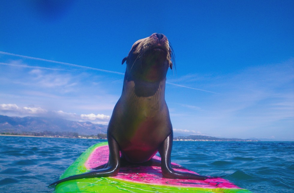 Surfing sea outlet lions