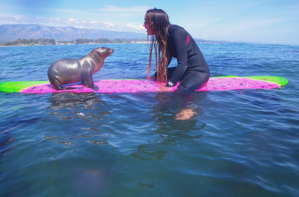 This Adorable Baby Sea Lion Needed Help, So It Hopped On A Surf Board