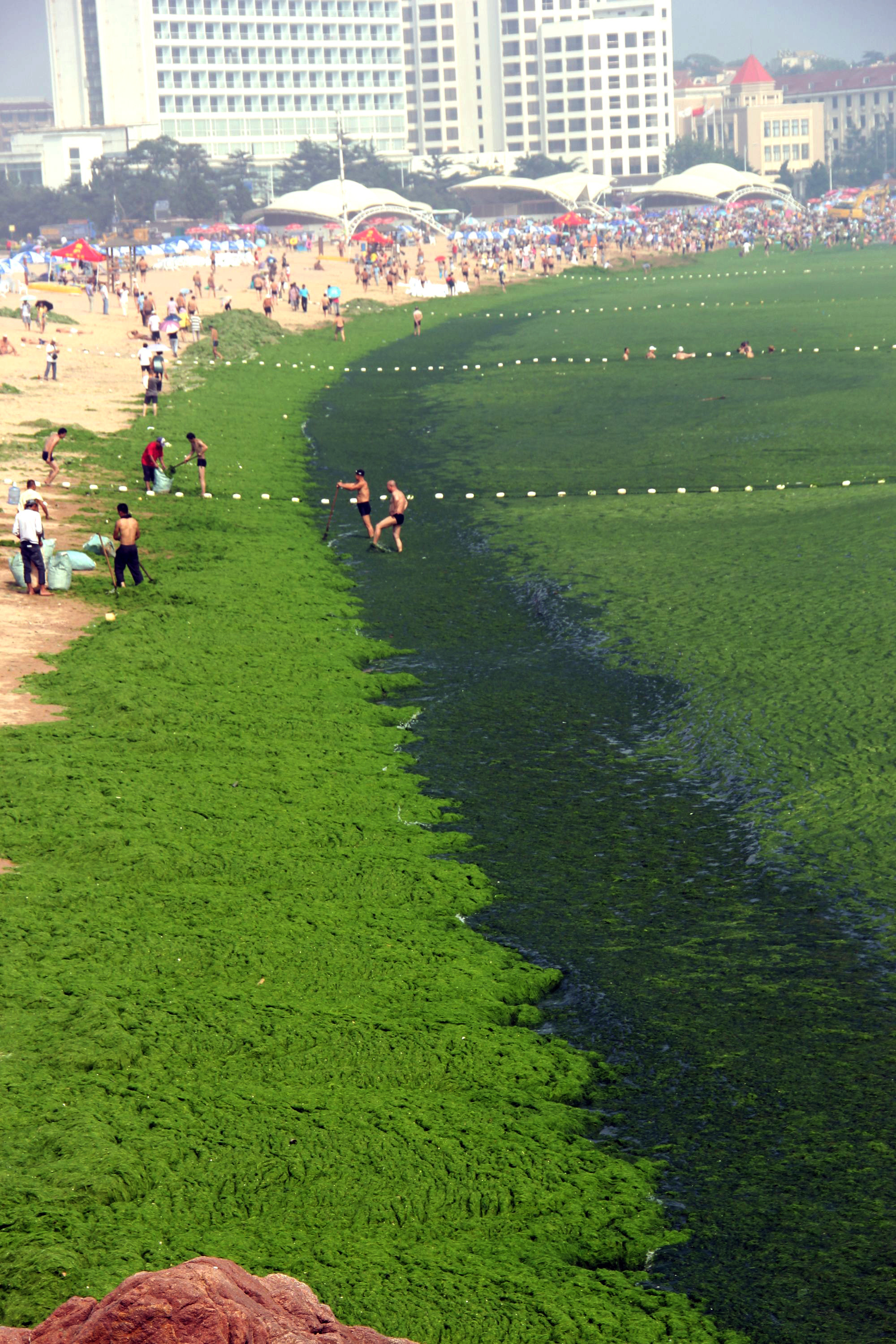 algae yellow sea