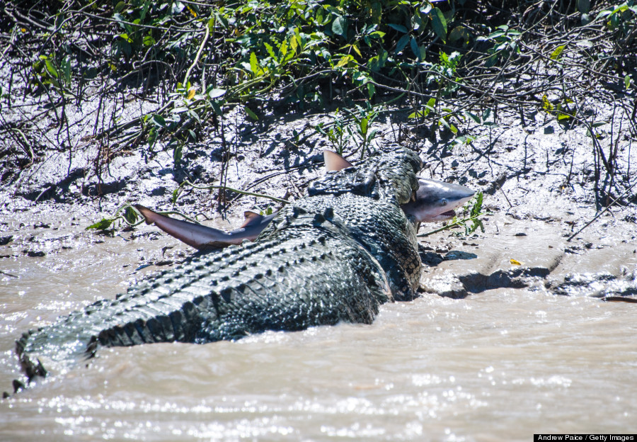 croc vs shark