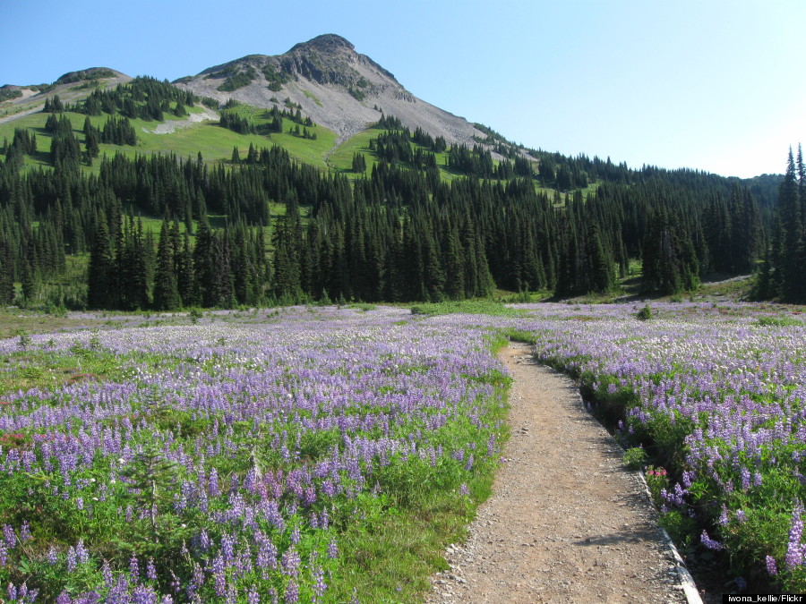 taylor meadow canada