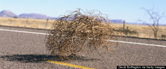 tumbleweed