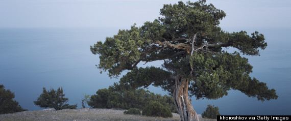 juniper tree