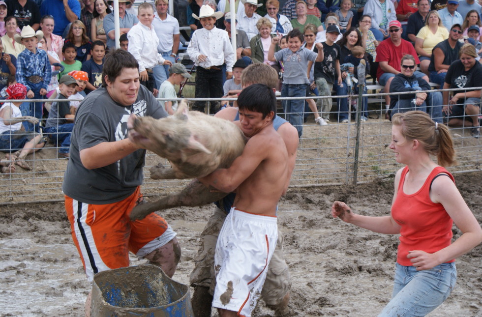 pig wrestling