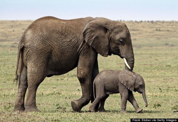 baby elephant