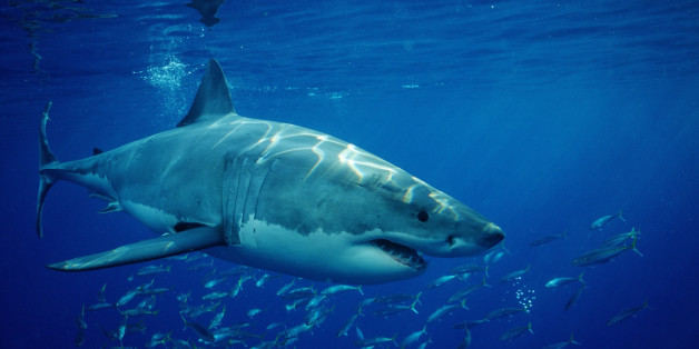 6 Lessons Great White Sharks Can Teach Us About Life | HuffPost