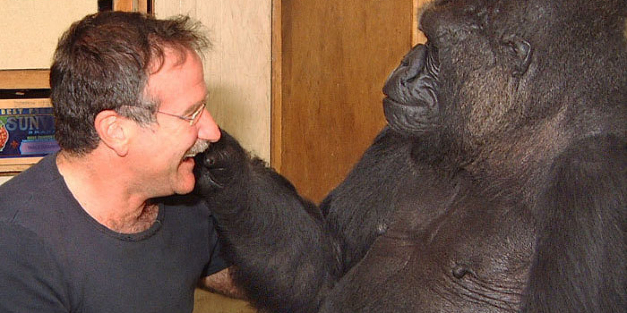 Koko The Gorilla & Robin Williams: An Unforgettable Bond