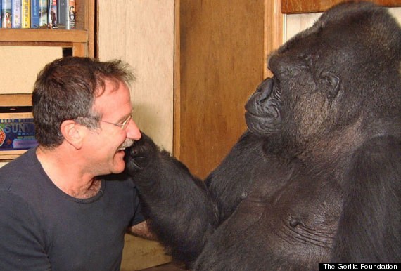 robin williams koko