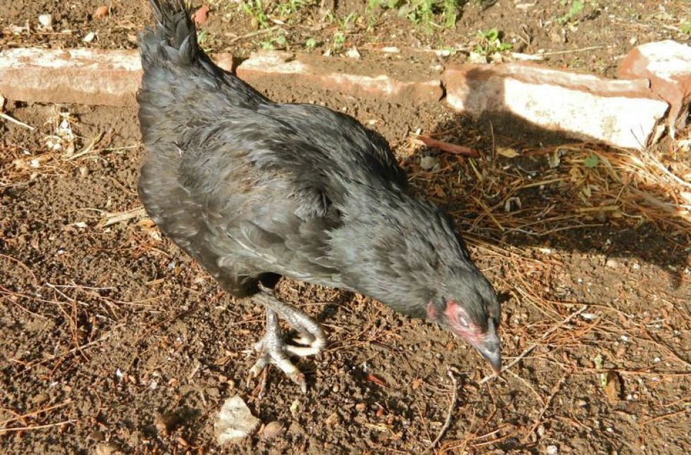 Meet The 'Zombie Chicken' That Apparently Made It Out Of A Freezer