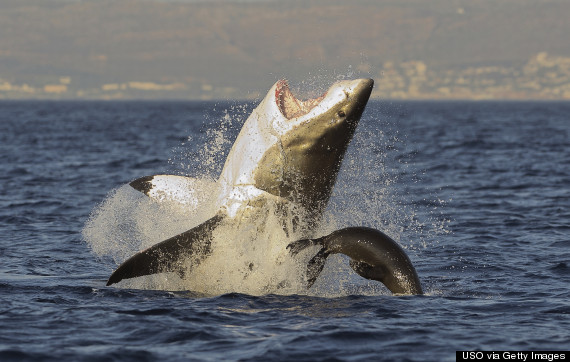 great white shark jump
