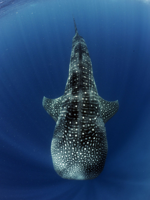 whale shark maldives
