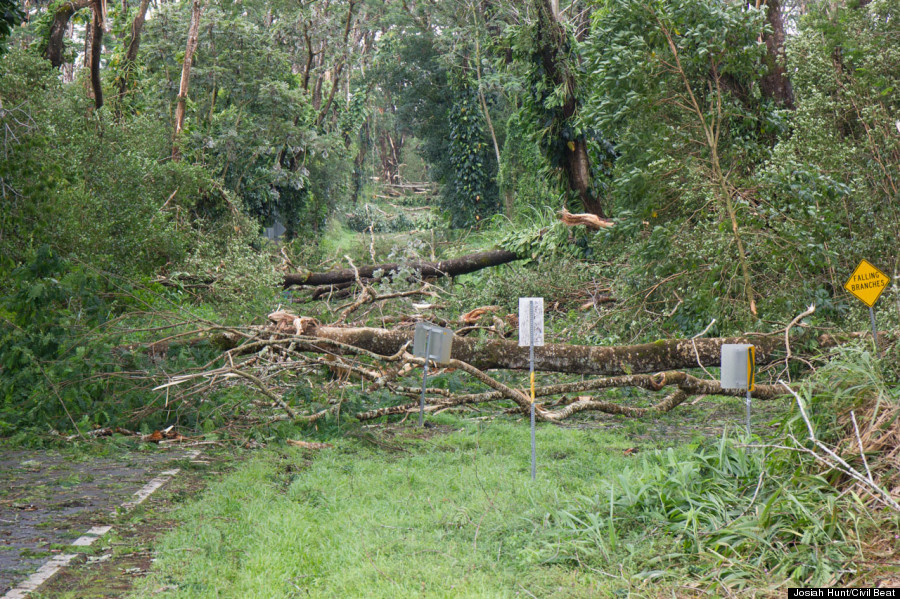 street trees down